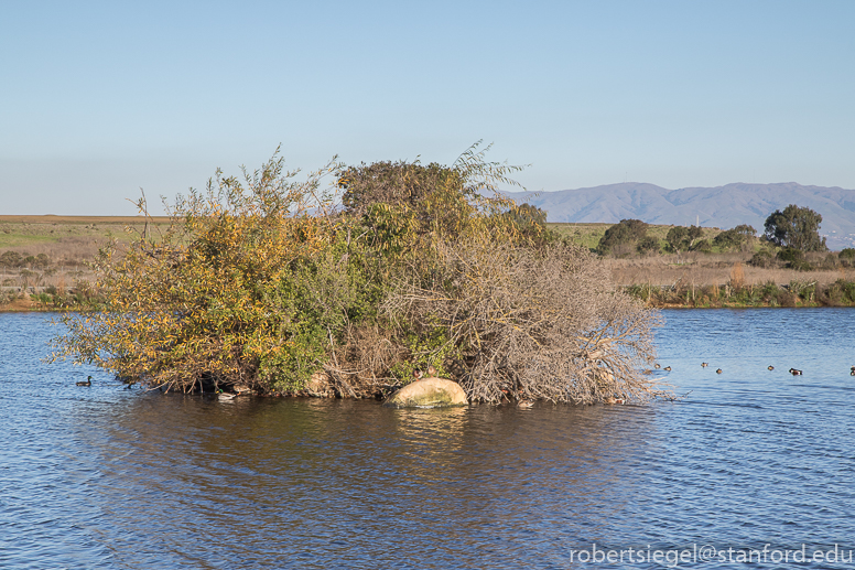 emily renzel wetlands